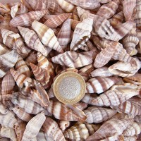 Mitra Sanguisuga Kiloluk Deniz Kabuğu (1 KG) Mitra Sanguisuga Kiloluk Deniz Kabuğu (1 KG)