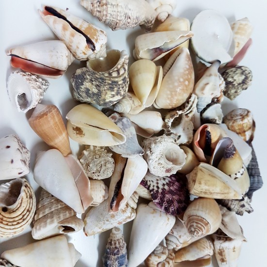 Mixed Shells Büyük Kiloluk Deniz Kabuğu (1 KG)