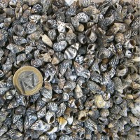 Nassa Derder  Kiloluk Deniz Kabuğu (1 KG) Nassa Derder  Kiloluk Deniz Kabuğu (1 KG)