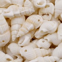 Nassa Shell Kavrulmuş Beyaz Delikli Deniz Kabuğu (50 Adet) Nassa Shell Kavrulmuş Beyaz Delikli Deniz Kabuğu (50 Adet)