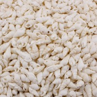 Nassa Shell Kavrulmuş Beyaz Delikli Deniz Kabuğu (50 Adet) Nassa Shell Kavrulmuş Beyaz Delikli Deniz Kabuğu (50 Adet)