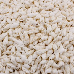 Nassa Shell Kavrulmuş Beyaz Delikli Deniz Kabuğu  (1 KG) Nassa Shell Kavrulmuş Beyaz Delikli Deniz Kabuğu  (1 KG)