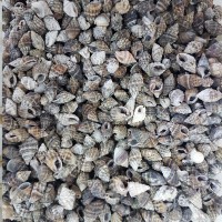 Nassa Vibex Kiloluk Deniz Kabuğu (1 KG) Nassa Vibex Kiloluk Deniz Kabuğu (1 KG)