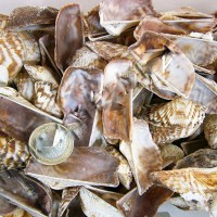 Orca Orca Kiloluk Deniz Kabuğu (1 KG) Orca Orca Kiloluk Deniz Kabuğu (1 KG)