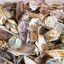 Orca Orca Kiloluk Deniz Kabuğu (1 KG)