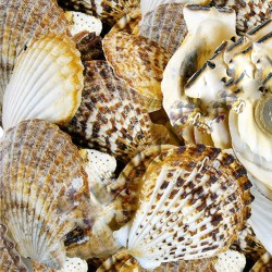 Pecten Radula Kiloluk Deniz Kabuğu (1 KG)