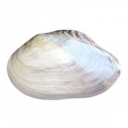 Macabe Pearlızed 12 Macabe Pearlızed 12