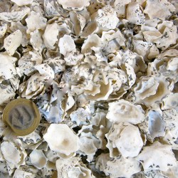 Star Limpet Kiloluk Deniz Kabuğu (1 KG) Star Limpet Kiloluk Deniz Kabuğu (1 KG)