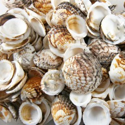 Tiger Cochles Kiloluk Deniz Kabuğu (1 KG) Tiger Cochles Kiloluk Deniz Kabuğu (1 KG)