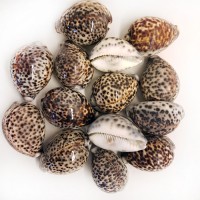 Tiger Cowrie Kiloluk Deniz Kabuğu (1 KG) Tiger Cowrie Kiloluk Deniz Kabuğu (1 KG)