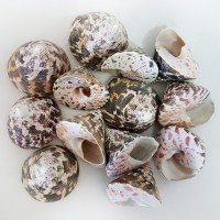 Troca Male Kiloluk Deniz Kabuğu (1 KG) Troca Male Kiloluk Deniz Kabuğu (1 KG)