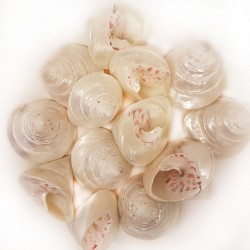 Troca Strawberry Pearlized Kiloluk Deniz Kabuğu (1 KG) Troca Strawberry Pearlized Kiloluk Deniz Kabuğu (1 KG)