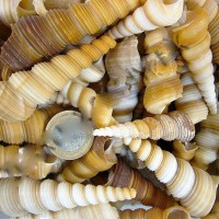 Turitella Kiloluk Deniz Kabuğu (1 KG) Turitella Kiloluk Deniz Kabuğu (1 KG)