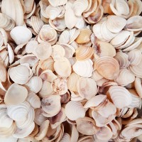 Wedding Cake Kiloluk Deniz Kabuğu (1 KG) Wedding Cake Kiloluk Deniz Kabuğu (1 KG)