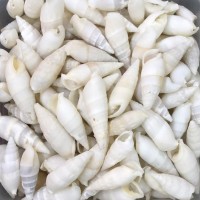 Vertagus Kiloluk Deniz Kabuğu (1 KG) Vertagus Kiloluk Deniz Kabuğu (1 KG)