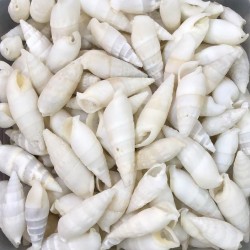 Vertagus Kiloluk Deniz Kabuğu (1 KG) Vertagus Kiloluk Deniz Kabuğu (1 KG)