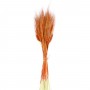 Kuru Çiçek Doğal Ve Renkli Başak Buğday Başağı  45 Cm (1 Demet)