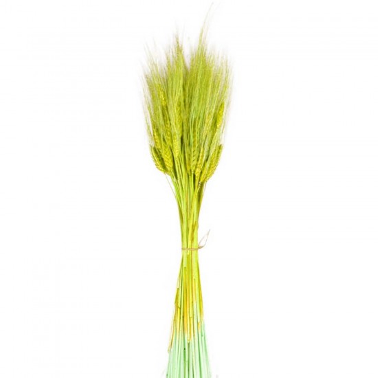 Kuru Çiçek Doğal Ve Renkli Başak Buğday Başağı  45 Cm (1 Demet)