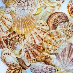 Pecten Mascarensis Kiloluk Deniz Kabuğu (1 Kg) Pecten Mascarensis Kiloluk Deniz Kabuğu (1 Kg)