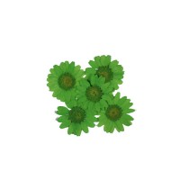 Preslenmiş Kurutulmuş Papatya Çiçek Bitkiler Epoksi Reçine Kolye Takı Papımı (5 Adet) Preslenmiş Kurutulmuş Papatya Çiçek Bitkiler Epoksi Reçine Kolye Takı Papımı (5 Adet)